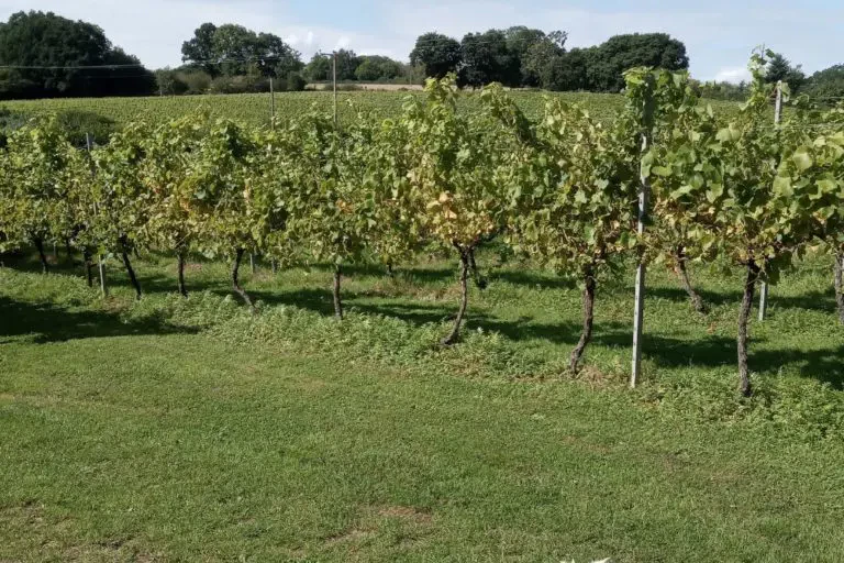 My Best 10 Champagnes Vintage and Non-Vintage for Your Favourite Celebration