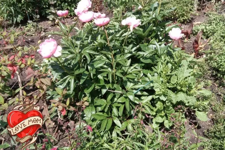 Unique Novelty Wine Gift Ideas For Mother’s Day